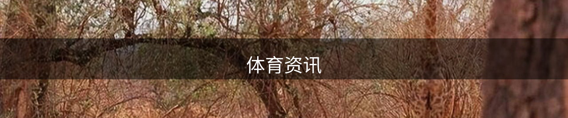体育资讯